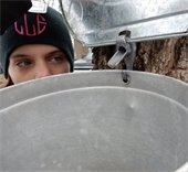 maple tree tapping