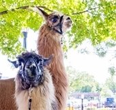 picture of two llamas