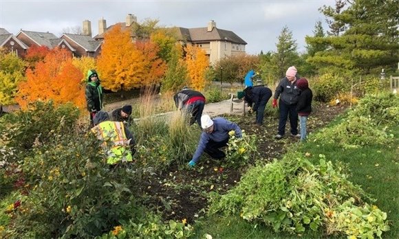 volunteers pulling plants