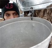 DIY Maple Tree Tapping