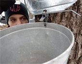 woman in front of a bucket to collect sap