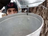 woman in front of a bucket to collect sap