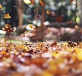 leaves in the fall in a yard