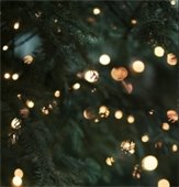 spruce tree with lights
