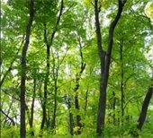 green trees in forest