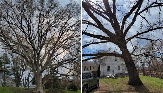 american elm tree and bur oak tree