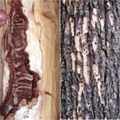 eab pattern in ash trees