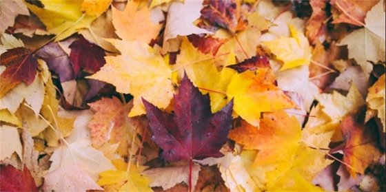 fall leaves on the ground