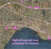 map of ash trees being removed