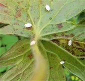 nettle ensign scale bug on a leaf