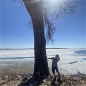 city forester looking at a large wayzata tree
