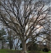 large tree without leaves in Wayzata yard