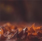 fall leaves