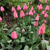 tulips