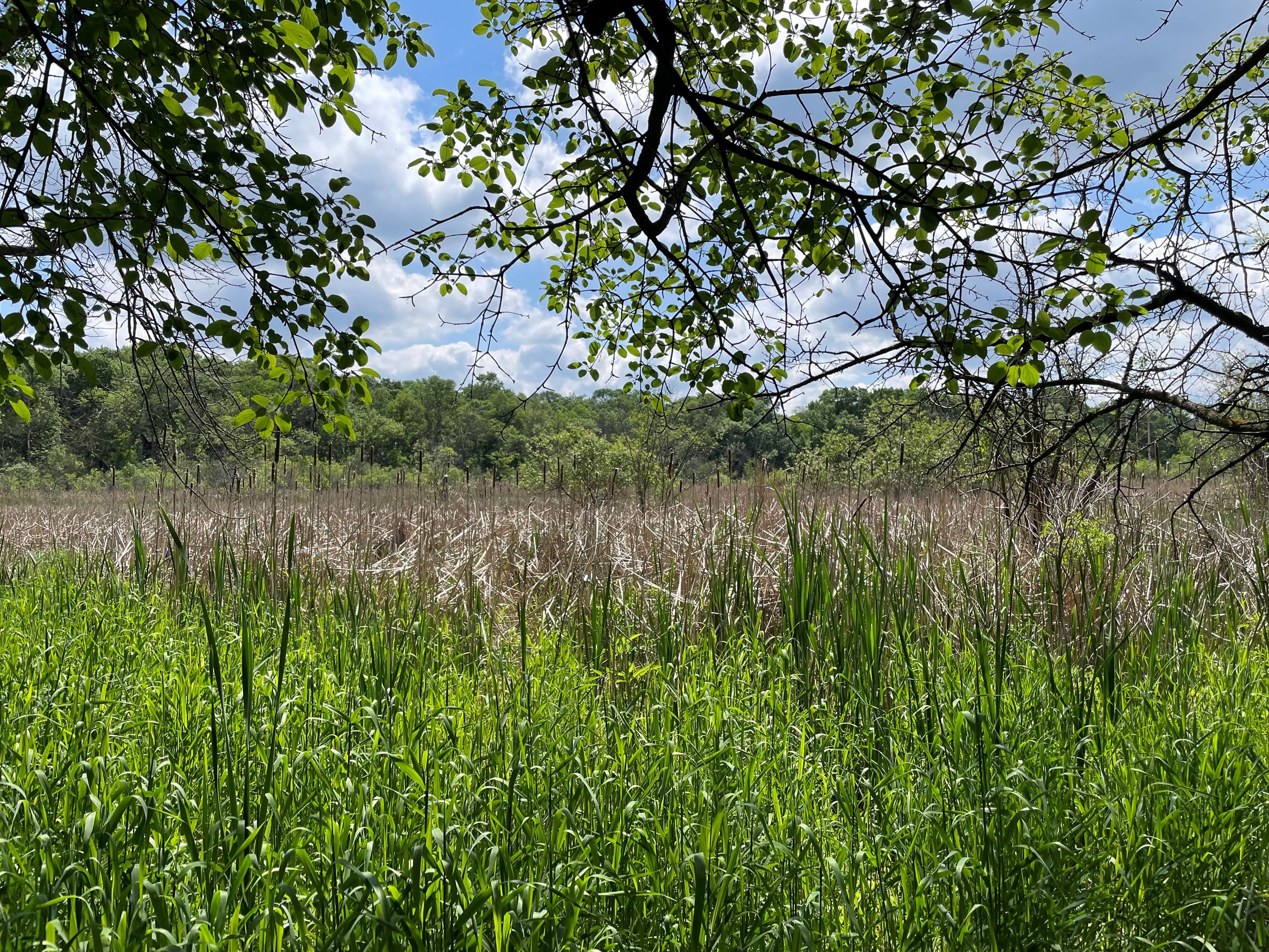 photo of the nature reserve which is marsh land